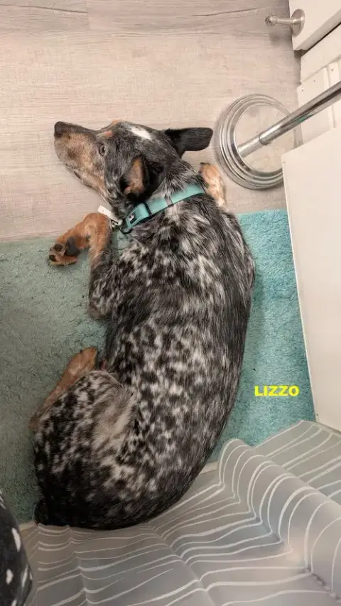 Lizzo photo 5