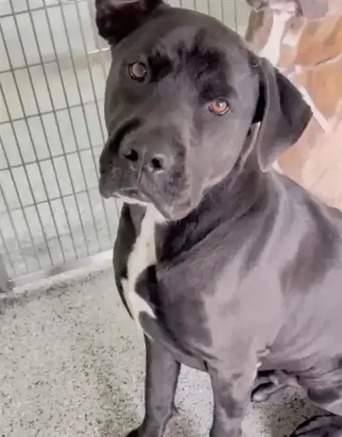 Benji