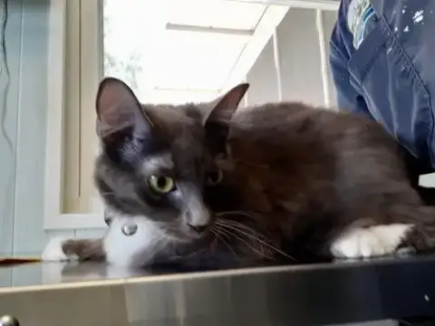 Purrdie