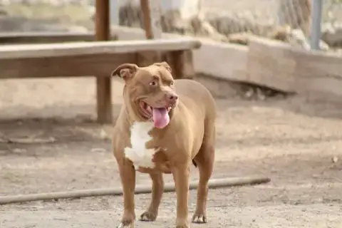 Tasha photo 2