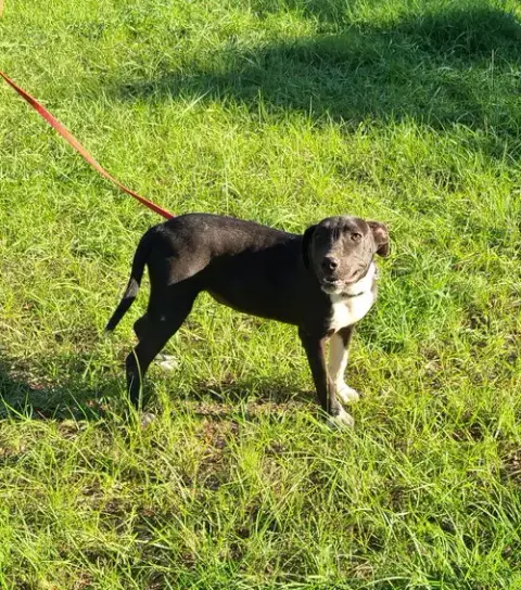 Oakley