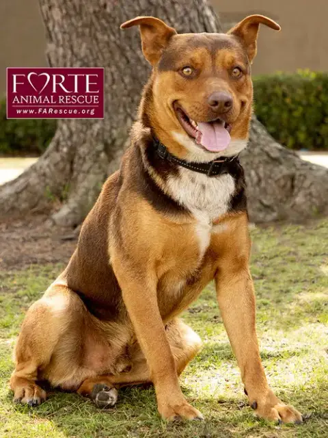 Canelo photo 3