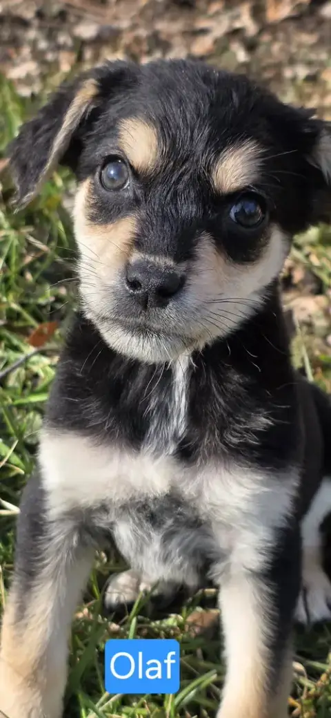 Olaf photo 4