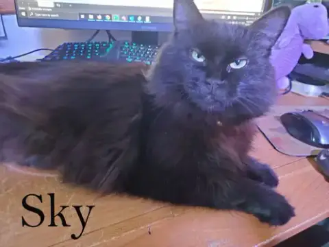 Sky