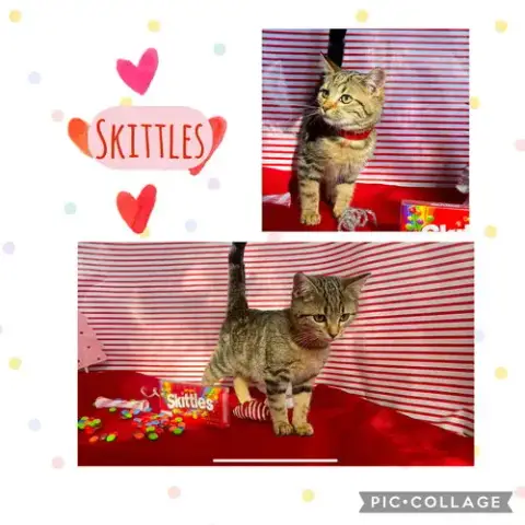 Skittles