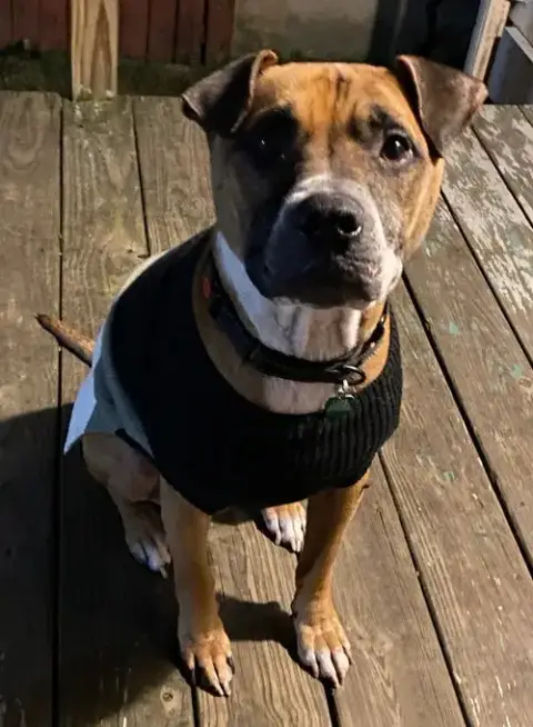 Bubba photo 3