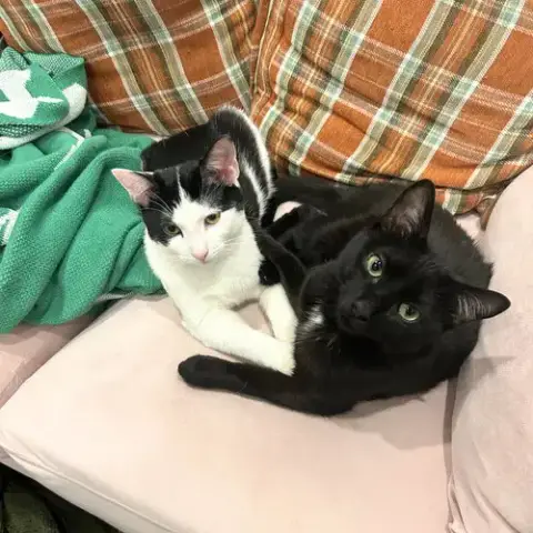 Snickers & Victor