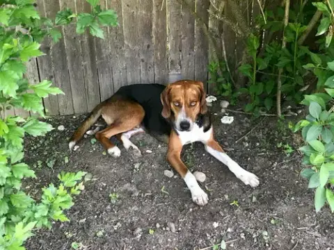 Murphy photo 4