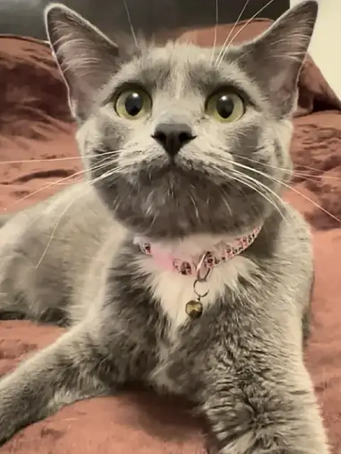 Mitzy photo 3
