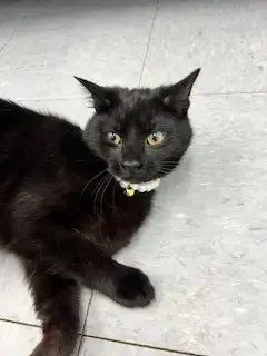 Slinky