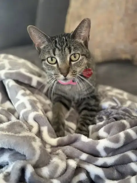 Phoebe photo 4