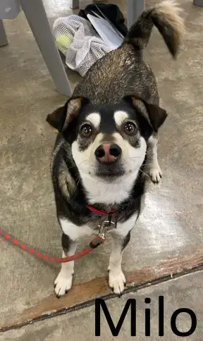 Milo