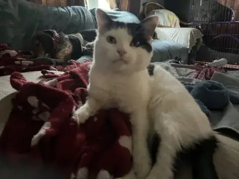 Frankie photo 2