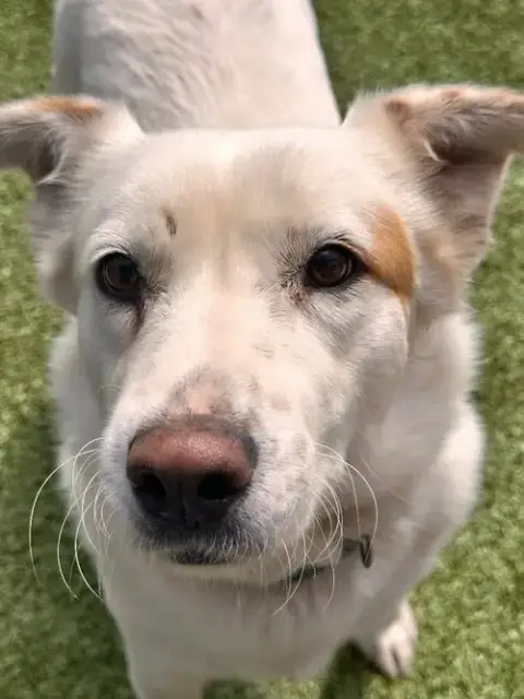 Zia