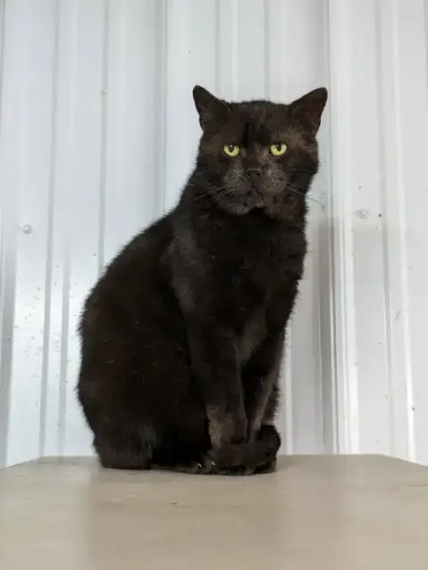 Onyx photo 2