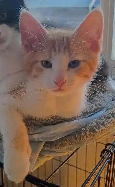 Jack