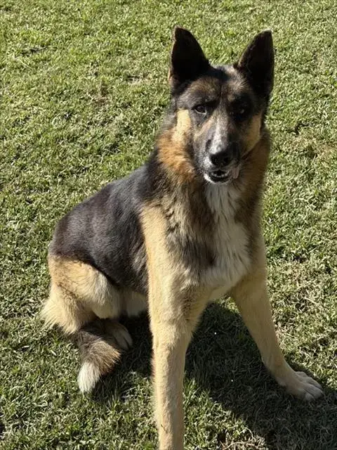 Delgado