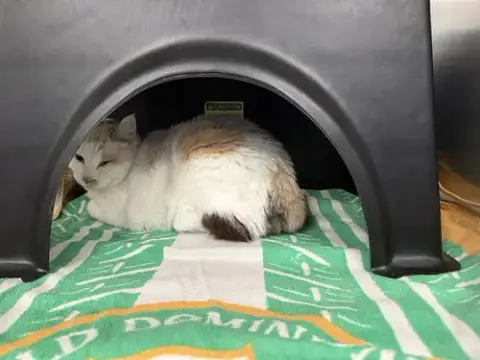Lala