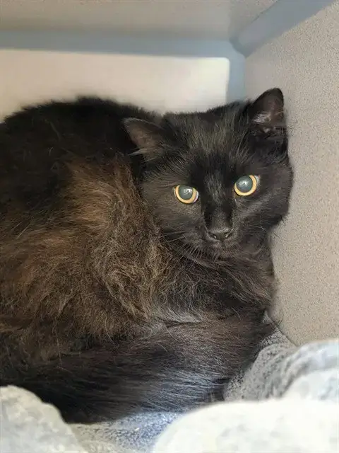Duncan