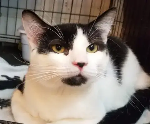 Mr. Moo Kitty photo 4