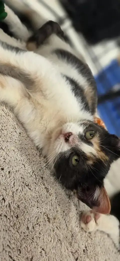 Nala photo 3