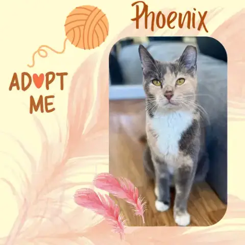 Phoenix