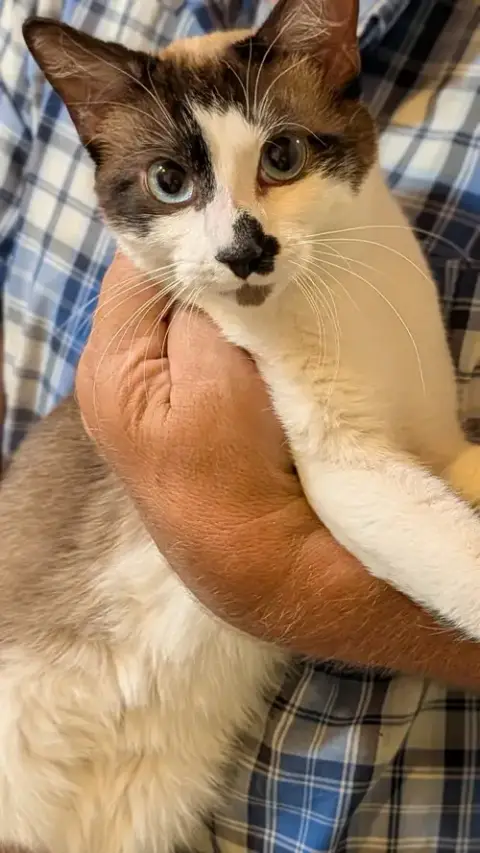 Nyxi