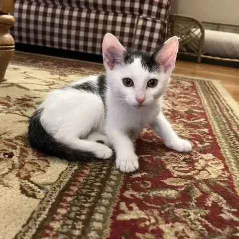 Jean'S Jon Snow Kitten
