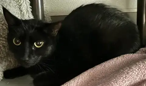 Pepper