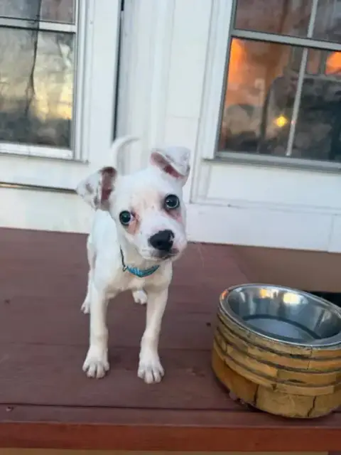 Pogo