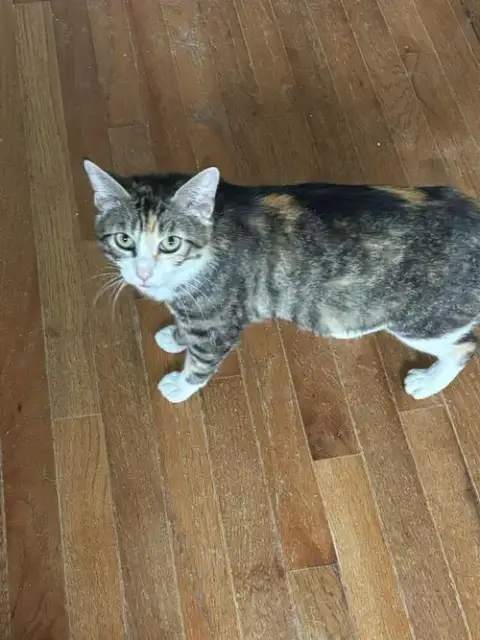 Arya