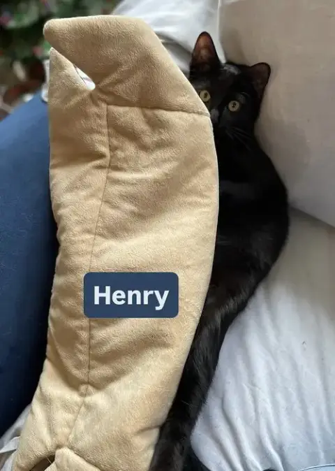 Henry And Harrison photo 3