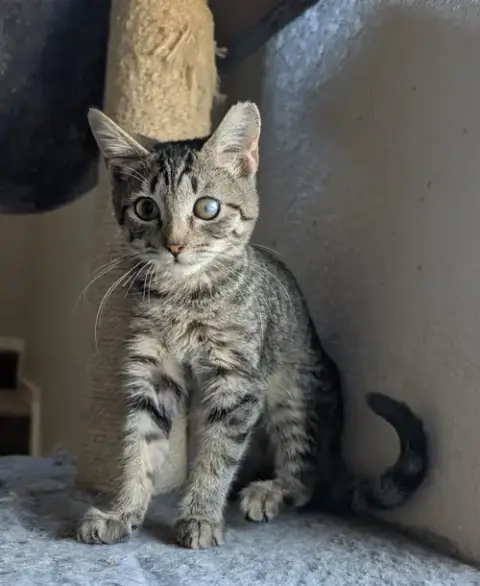 Mccloud photo 3