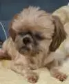 Foha Sponsorship Dogs photo 3