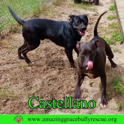 Castellano photo 2