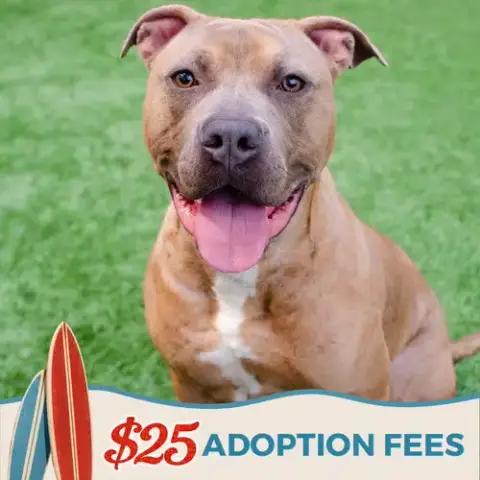 Adopter Skeeter