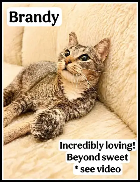 Brandy