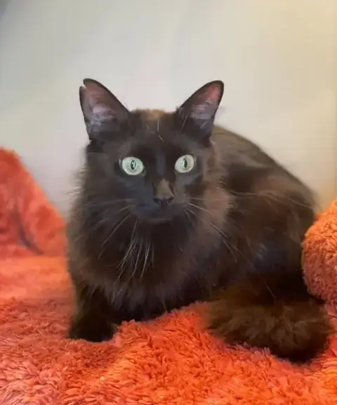Muffin