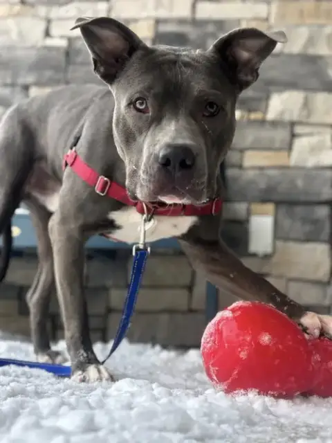 Tobias