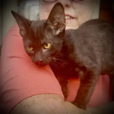 Merlin photo 2