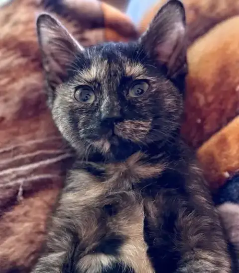 Cat photo 4