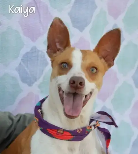 Kaiya photo 2