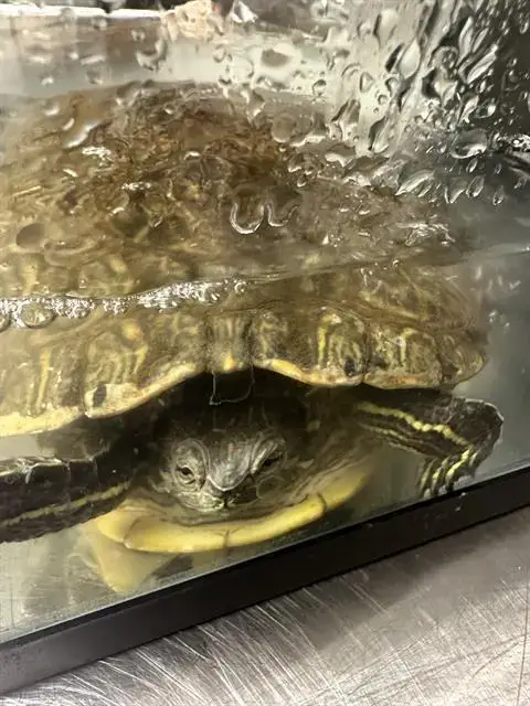 *Shell-Vester