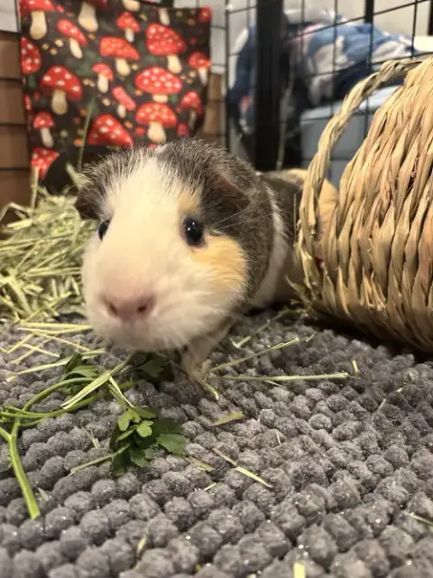 Nacho photo 4