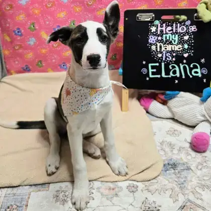 Elana