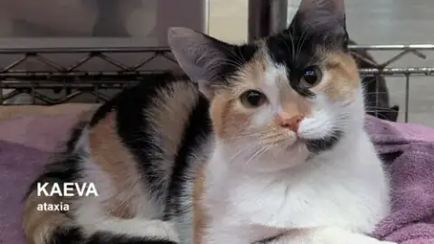 Kaeva