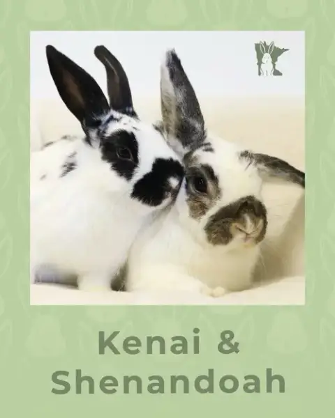 Kenai