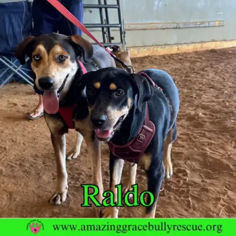Raldo photo 4