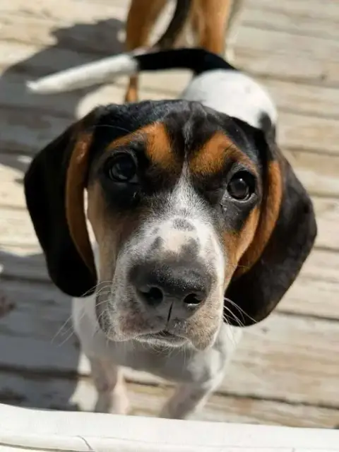 Jasmine photo 4