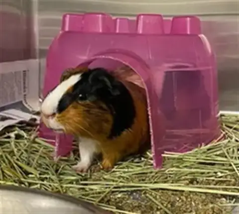 Hamlet